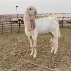 للبيع تيس مطور نادر رباع