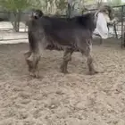 للبيع تيس اصفر جذع