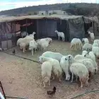 ضان حرش صغار سن كلها العداد 28 بالفحل الخد من 1700