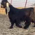 للبيع تيس علرضي فاخر