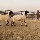 للبيع 3 رخال صنف ضغط عالي