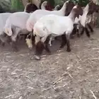 لعششاق النعيم الصنف للبيع جذعات صنف