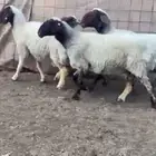 للبيع 4 شوهات نعيم صنف