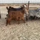 للبيع جفار حمر بفحلها العدد 11
