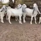 للبيع 8 جفار نوادر بفحلها