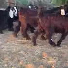 للبيع 13 جفره بفحلها عوارض فاخره