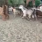 للبيع 7 جفار حمر عوارض بفحلها