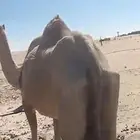 ناقة مصعد اليوم