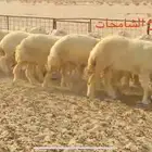 رخال مقاني من مراح الشامخات