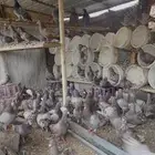 حمام لاحم سلفر حجم جامبو ( تم البيع )