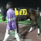 حصان سباق فاخر