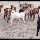 تيوس جنوبية ودهم فاخره