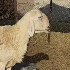 فحل حري فاخر مشروط