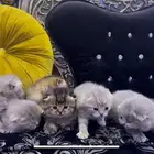 قطط كتن سكوتش فولد للحجز بعد الفطام