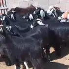 23 معزا بفحلها يتبعها 8 وتولد