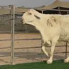 فحل حري منتج نوادر