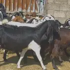 30 معزا بفحلها دفع مقاريب