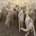 طليان سواكني مرابي