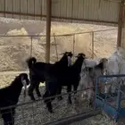 تيوس 6 عوارض وواحد مشروك بهولندي اعمارهم فوق 8 شهور