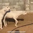 تيس ابيض