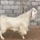 تيس ابيض