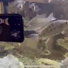سمك نهري عرض الحبه ب 5 ريال