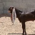 تيس ادهم