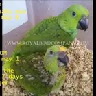 معلومات ونقاش عن ببغاء اليلوناب