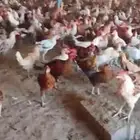 دجاج بلدي ديوك واناث بعمر 6 اشر العدد 2200 تقريبا