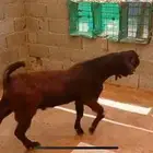 تيس شامي