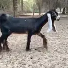 للبيع جفره عارضيه صنف