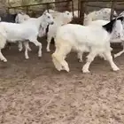 للبيع 6 جفار بيض بفحلها نوادر