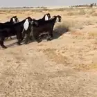 للبيع 5 جفار عطر فاخره