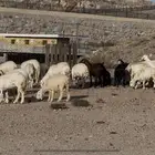 ( تم البيع ) غنم حريات حرش مراح واحد