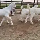 للبيع 5 جفار بيض بفحلهن