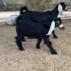 للبيع عنز ثنيه رغوث تحتها جفره