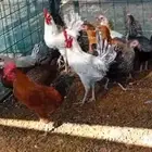 دجاج بلدي بياض