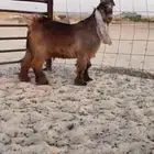 للبيع تيس عارضي اصفر نادر