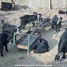 معزا عواض صنف