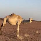 ناقه مهجنه