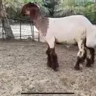 للبيع جذع نعيمي صنف ضغط عالي