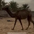 للبيع بكره حقه عونيه طيبه