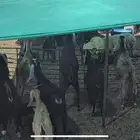 للبيع معزا