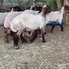 للبيع جذعات نعيم صنف العدد 10