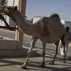 للبيع لقحه كفو السن شاق
