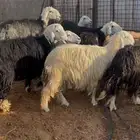 مراح نجد دفيع عدد 30 بفحولها 2