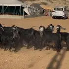 ( تم البيع ) معزا عوارض صنف مراح واحد
