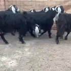 للبيع 7 معزا عوارض طيبه