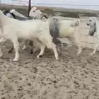 للبيع 5 جفار بيض مطوره