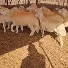 30 بهم طليان ورخال مراح واحد شعره وطرف